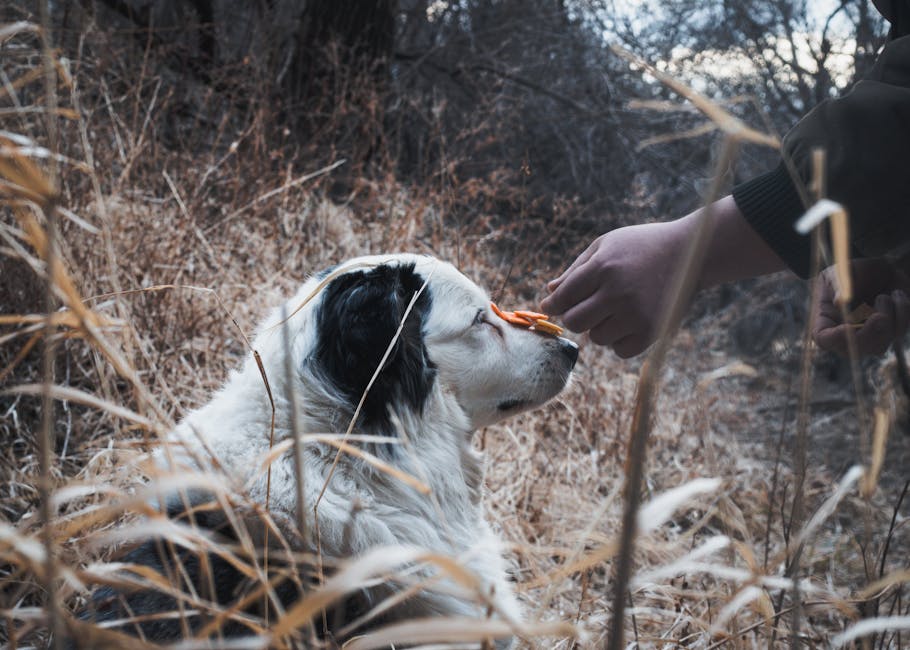 How to Teach Your Pet to Balance Treats