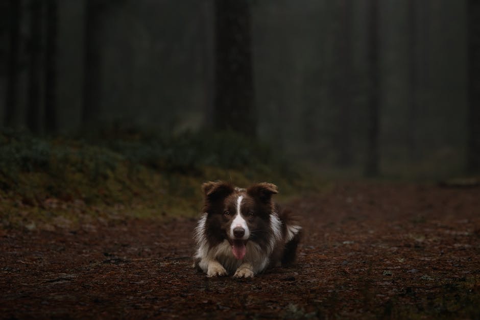 The Best Pet Breeds for Foggy Climates
